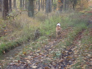 honden foto van samantha