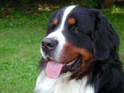 honden foto honden foto van zoran