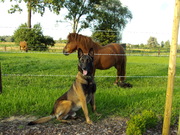 honden foto van natasja