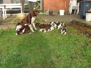 honden foto van Jan Faes