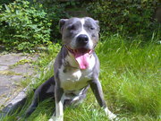 honden foto van william