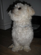 honden foto van Mellie