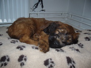 honden foto van judith