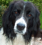 honden foto van Lonne