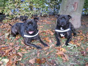 honden foto honden foto van marianne hoefakker