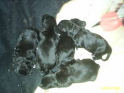 honden foto van manon