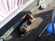 honden foto van marieke