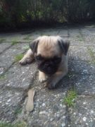 honden foto van Dexter