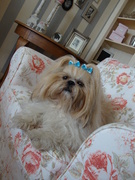 honden foto honden foto van Shailo de Shih Tzu dekreu