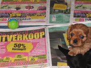 honden foto van Mandy