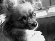 honden foto honden foto van Fabienne