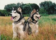 honden foto van sophie