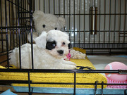 honden foto van J.A van Gils