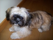 honden foto van karin