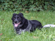 honden foto van Femke en Dries