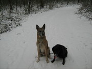honden foto van heike