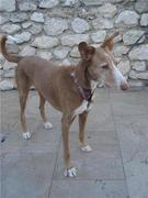 honden foto van sabrina