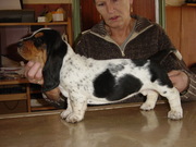 honden foto van A.Tijssen