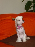 honden foto van Lydia