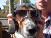 honden foto honden foto van bo