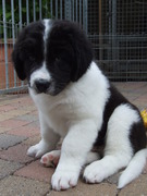 honden foto van gaby