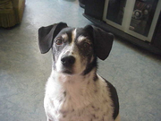 honden foto van bianca