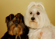 honden foto van Sophie