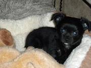 honden foto van Charlotte