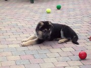 honden foto van Esther 
