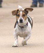 honden foto van Chantal