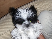 honden foto van maartje