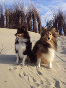 honden foto van melissa