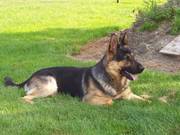 honden foto van sanjin