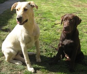 honden foto van Nathalie