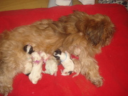 honden foto honden foto van Brenda en Annelies