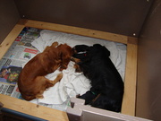 honden foto honden foto van Adri Willemse