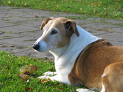 honden foto van carin