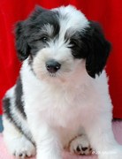 honden foto van Anja