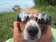 honden foto van Leonie