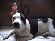 honden foto van angela/indy/wodan