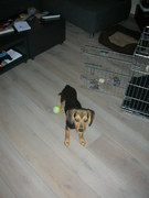 honden foto van Patty