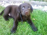 honden foto van inge