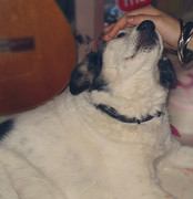 honden foto honden foto van Sonja