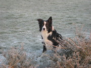 honden foto van Theo
