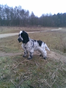 honden foto honden foto van Balou