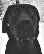 honden foto van Mieke