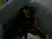 honden foto van ingrid kuiper