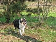 honden foto van trijnie