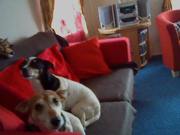 honden foto van schoenmaker