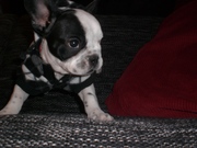 honden foto van anne